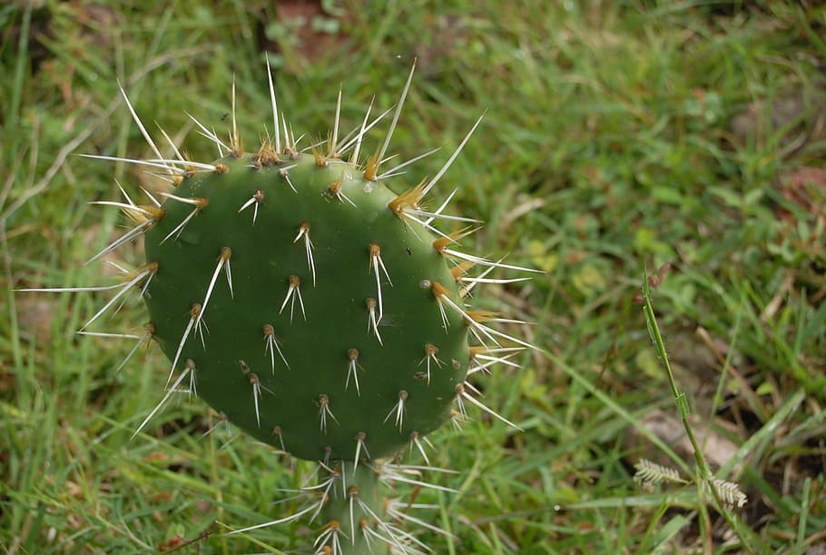 cactus, thorns, nature, plant, green color, succulent plant HD wallpaper