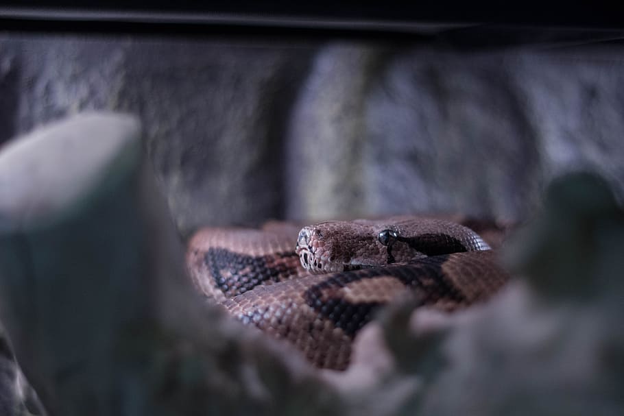 snake, boa, brown, animal themes, animal wildlife, reptile HD wallpaper