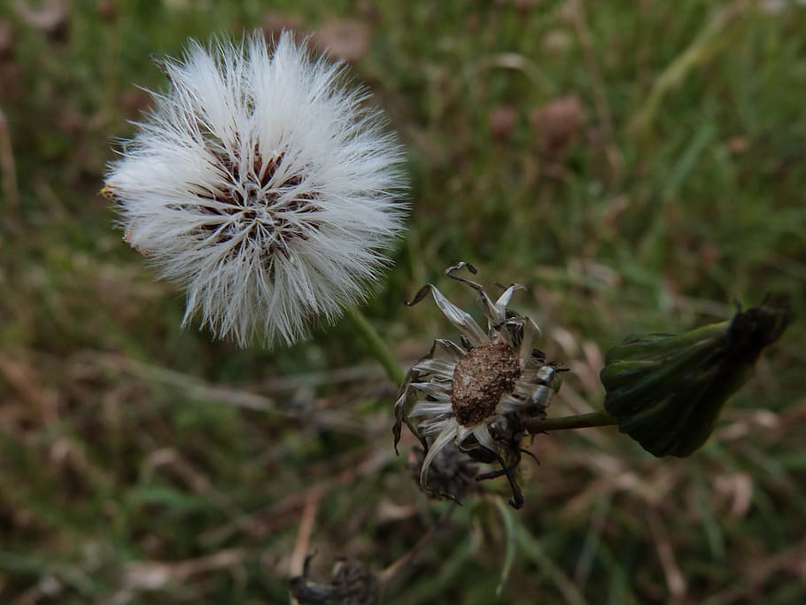 dandelion, field, herbs, plant, flower, flowering plant, close-up HD wallpaper