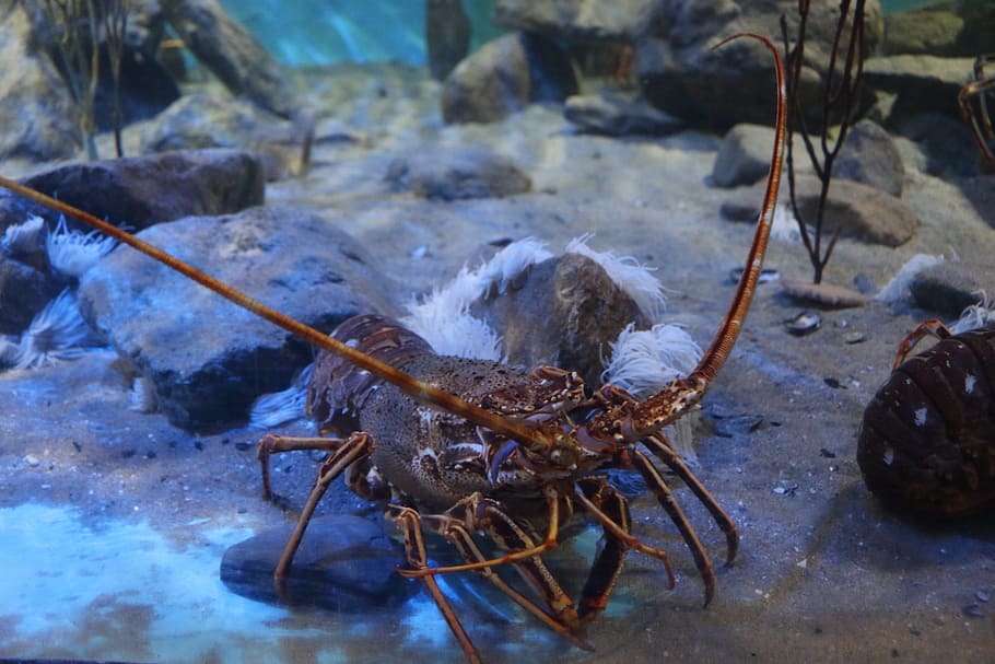 brown sea creature, Lobster, Crustacean, Sealife, Shellfish HD wallpaper