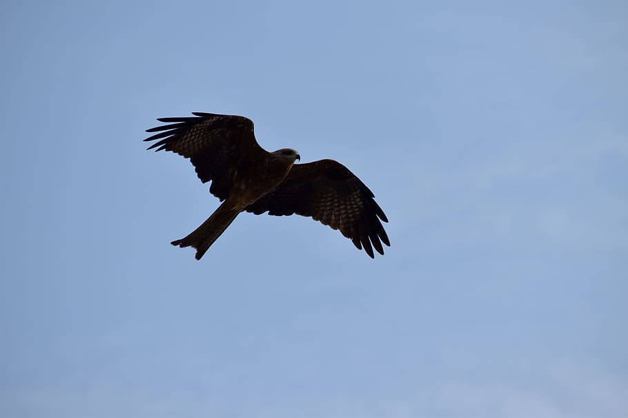 milvus migrans, kite, flight, predator, bird, blue sky, flying, HD wallpaper