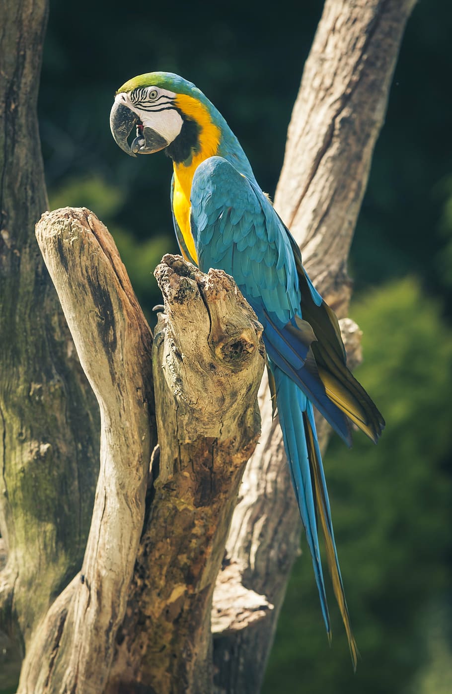 blue and gold macaw on brown tree, ara, parrot, bird, colorful