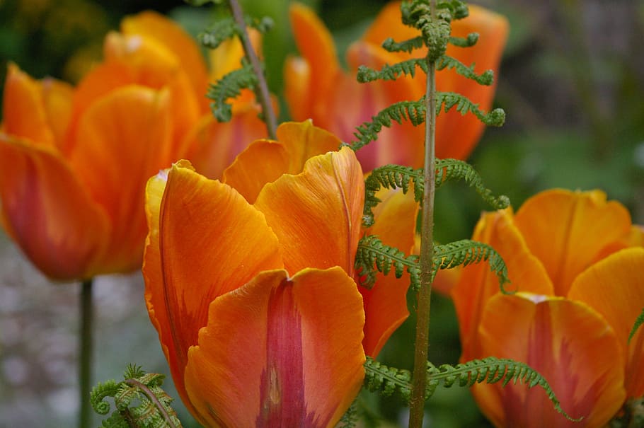 tulips, flower, spring, plant, flowers, garden, nature, orange, HD wallpaper