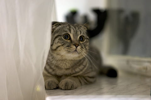 gray tabby cat lying on gray floor, pet, cute, feline, domestic HD wallpaper