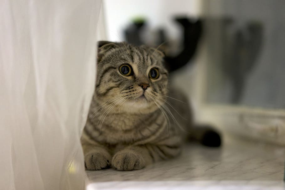 gray tabby cat lying on gray floor, pet, cute, feline, domestic HD wallpaper