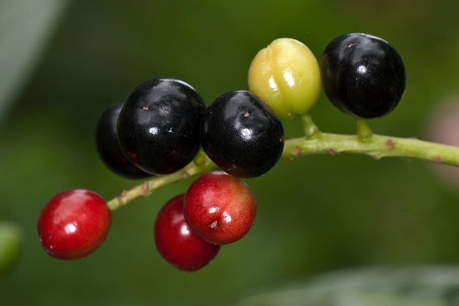 berry, macro, forest, wild berry, fruit, food, food and drink HD wallpaper