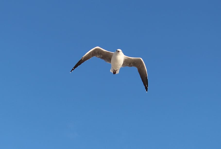 Seagull, Flight, Coast, wing beat, sky, animals in the wild HD wallpaper