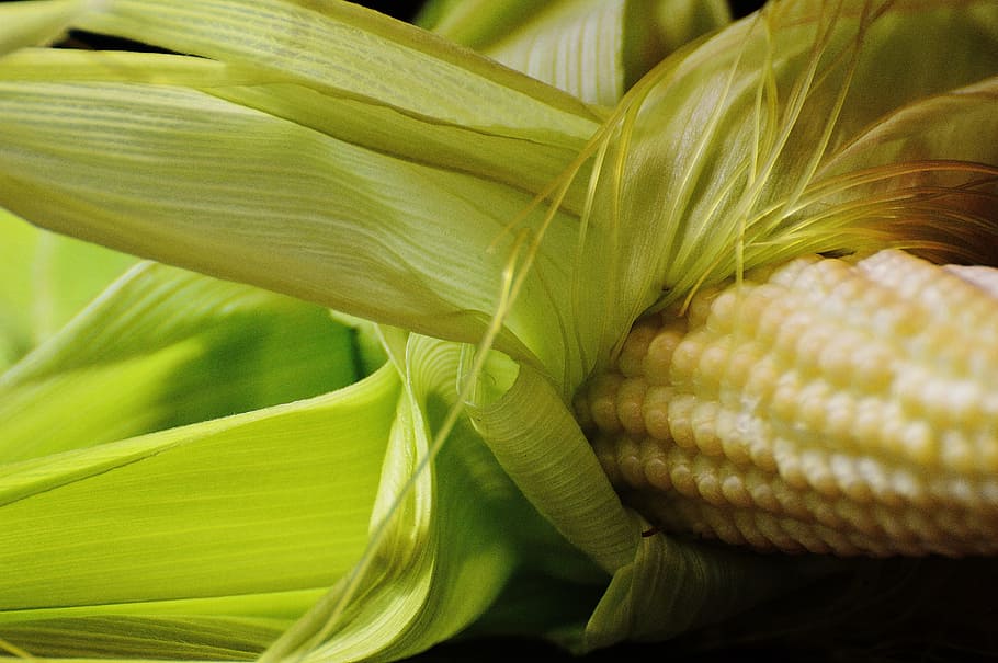 Corn, Vegetables, Plant, Summer, young, green color, close-up HD wallpaper