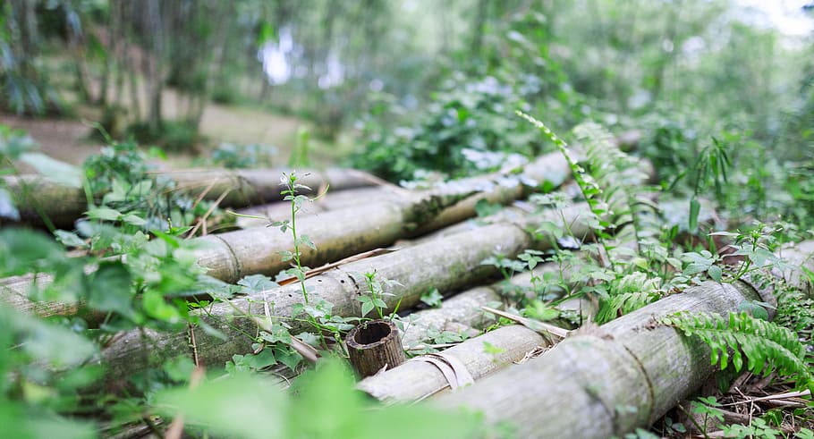 nature, flora, wood, tree, leaf, bamboo, forest, green, plant HD wallpaper