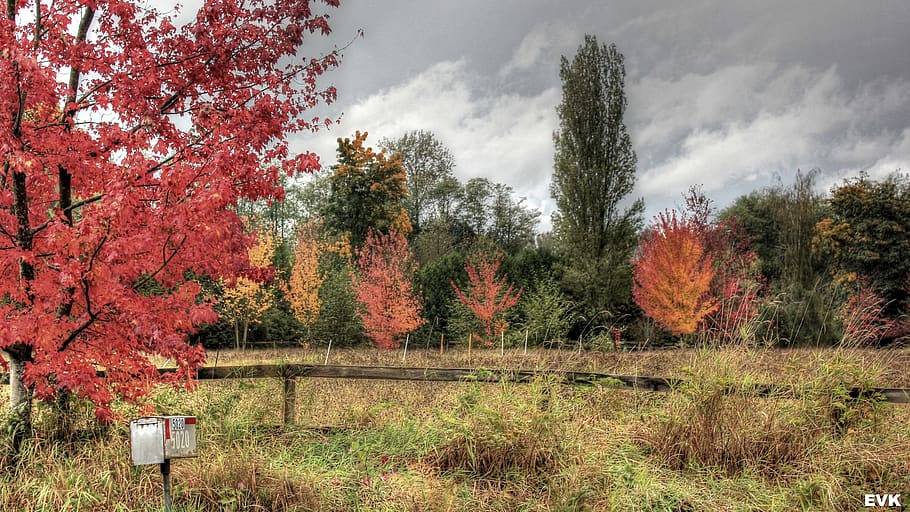 mailbox, trees, clouds, nature, landscape, background, plant HD wallpaper