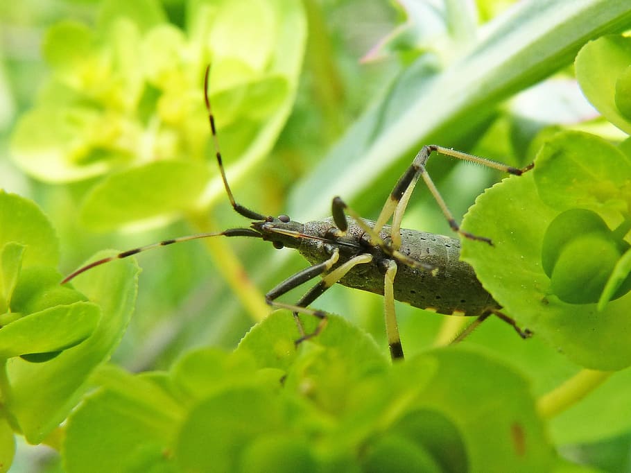 longhorn beetle, beetle longicornio, detail, cerambycidae, leaf, HD wallpaper