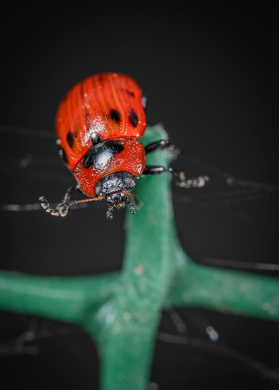 insect, beetle, macro, close-up, no people, animals in the wild HD wallpaper