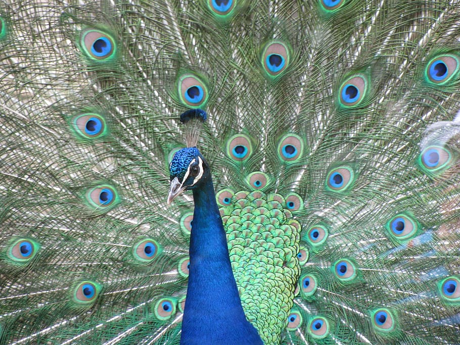 peacock, bird, blue, green, peacock feather, animal themes HD wallpaper