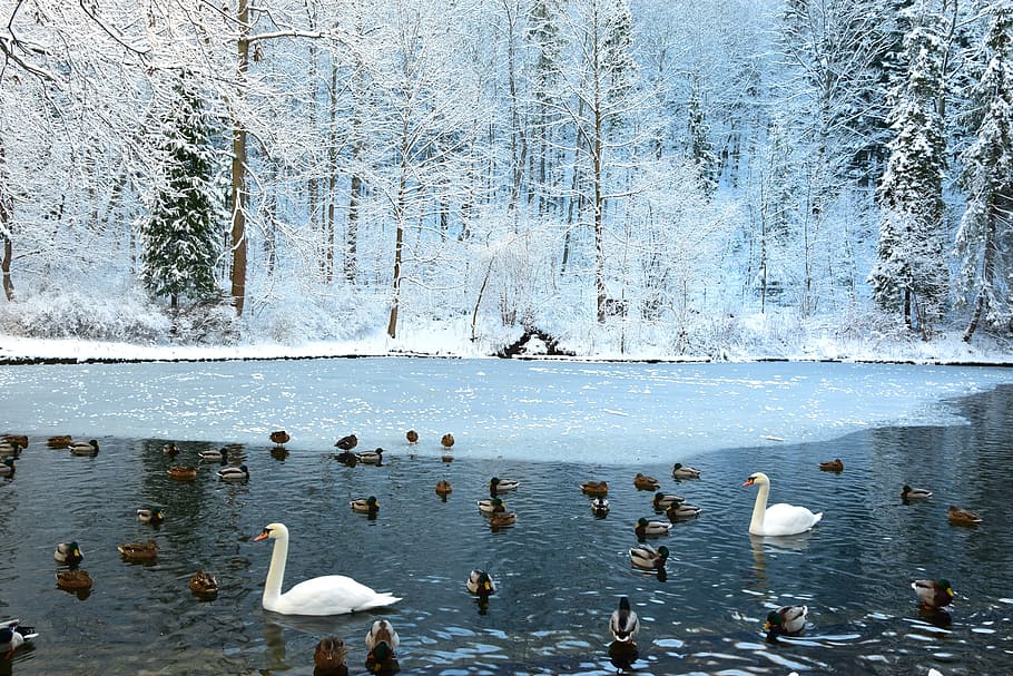 flock of duck and two swan on calm water during winter, swans, HD wallpaper