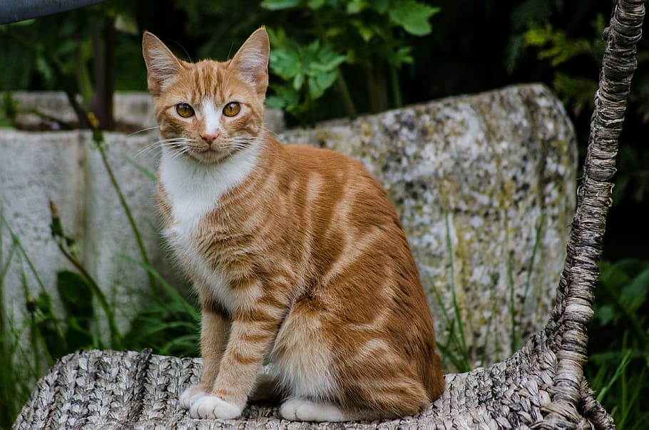 orange tabby cat on brown wicker chair, red, animal, pet, domestic HD wallpaper