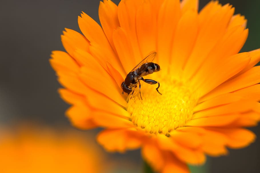 Bee, Flower, Calendula, Orange, Insecta, pollen, garden, petals HD wallpaper