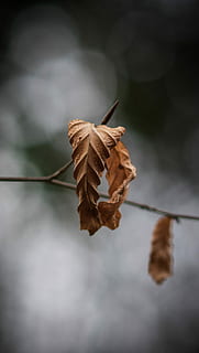 closeup photography of dried leaf, selective focus dry leaf, twig HD wallpaper