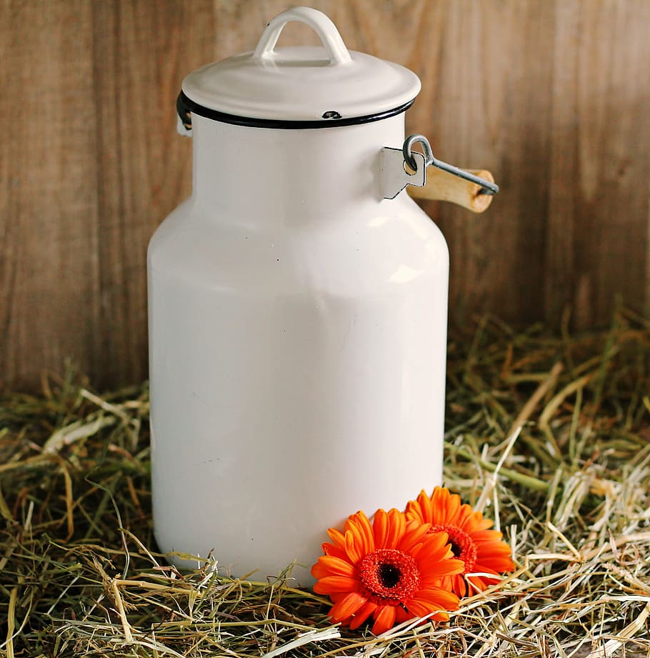 white ceramic canister, milk can, gerbera, flowers, straw, orange, HD wallpaper