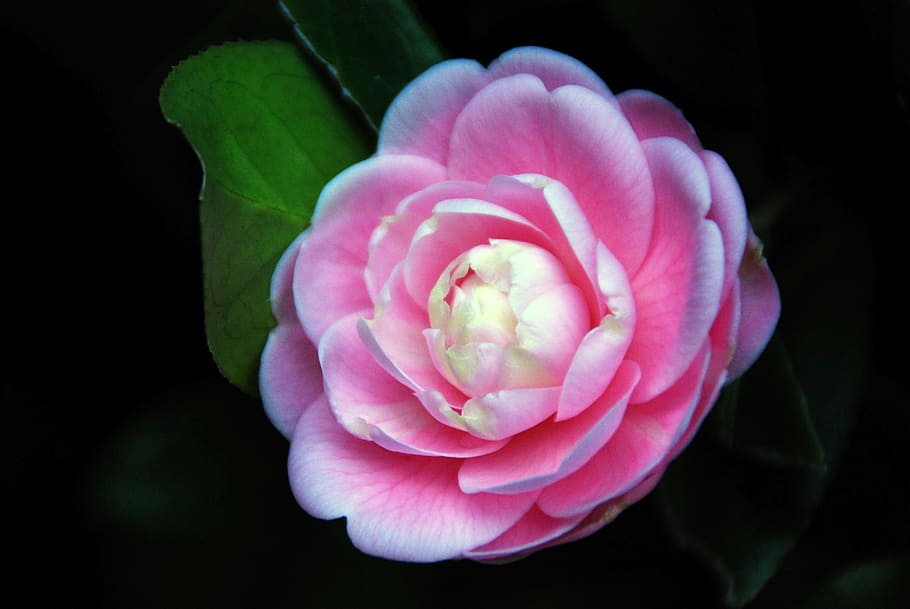 camellia, flower, pink, nature, petal, plant, floral, garden, HD wallpaper