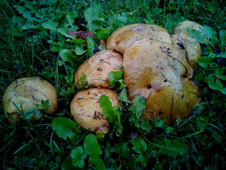 mushrooms, moisture, grass, fungi, forest, soil, nature, earth, HD wallpaper