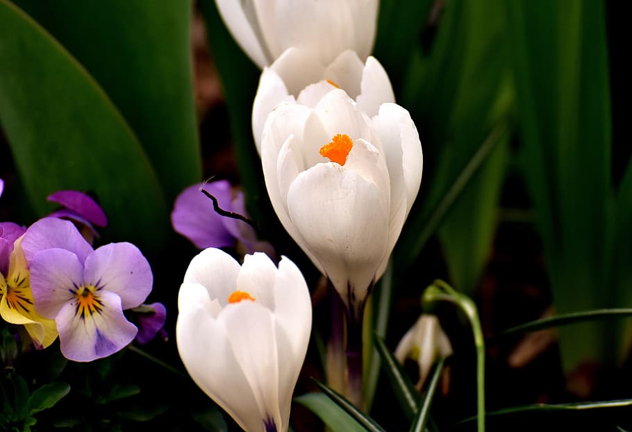crocus, flower, white, blossom, bloom, spring, nature, spring flower HD wallpaper