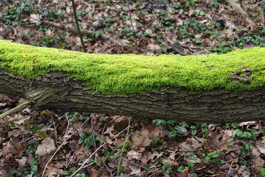 moss, tree, green, forest, nature, plant, green color, growth HD wallpaper