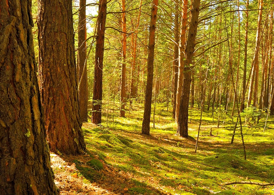 photo of green leafed trees, pine, organic, agriculture, outdoors HD wallpaper