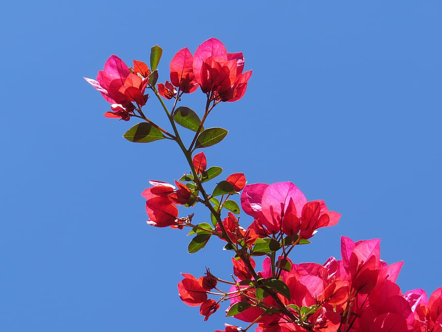 bungabilia, flower, red, beauty in nature, flowering plant HD wallpaper