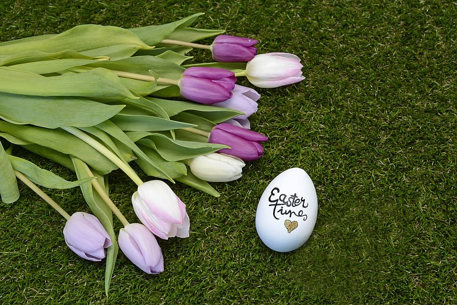 purple and pink tulips, easter, easter egg, happy easter, decoration HD wallpaper