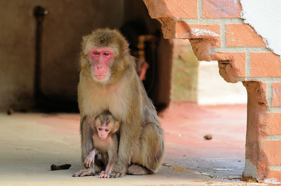 monkey, ape, series, macaque, primate, animal, wildlife, zoology HD wallpaper