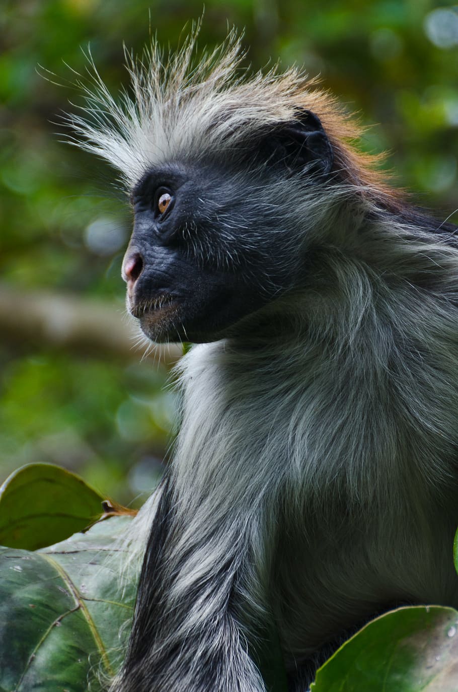 red colobus monkey, profile, africa, endangered, wild, zanzibar, HD wallpaper