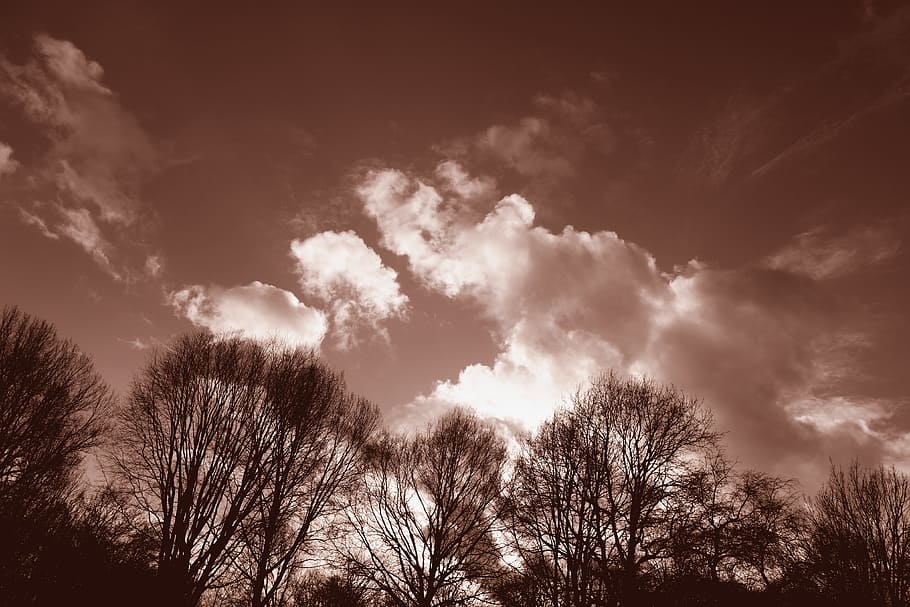 trees, branches, silhouettes, skies, clouds, cloudscape, trees against the sky HD wallpaper