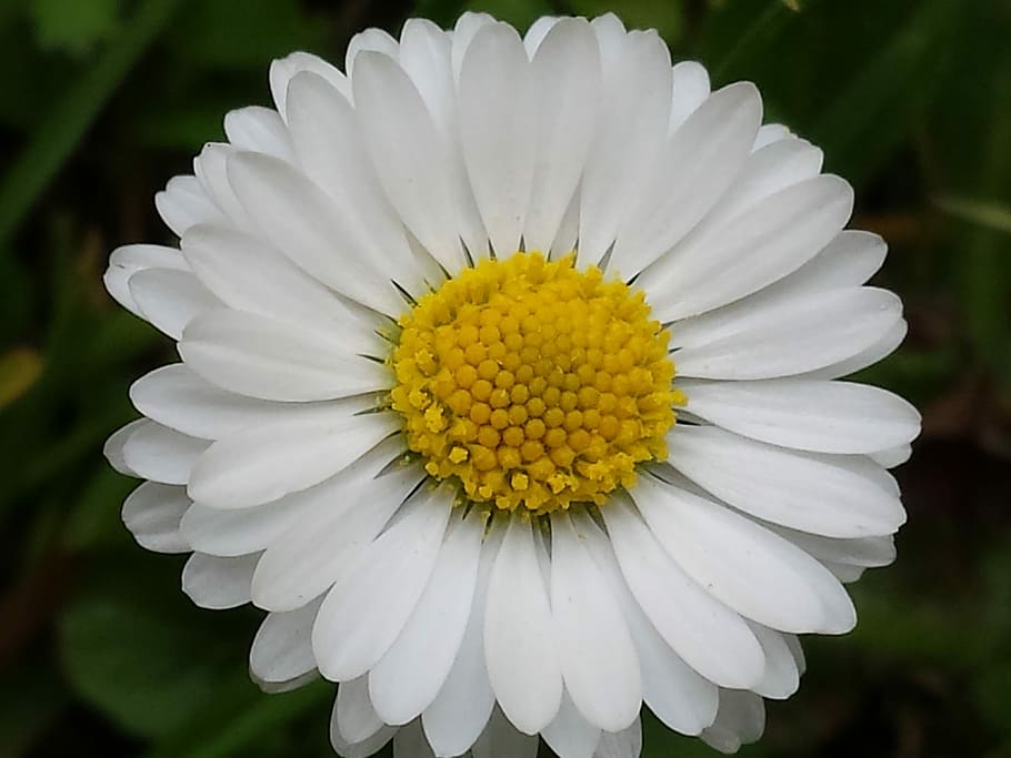 Flower, White, Nature, Spring, Plant, happy, yellow, green HD wallpaper
