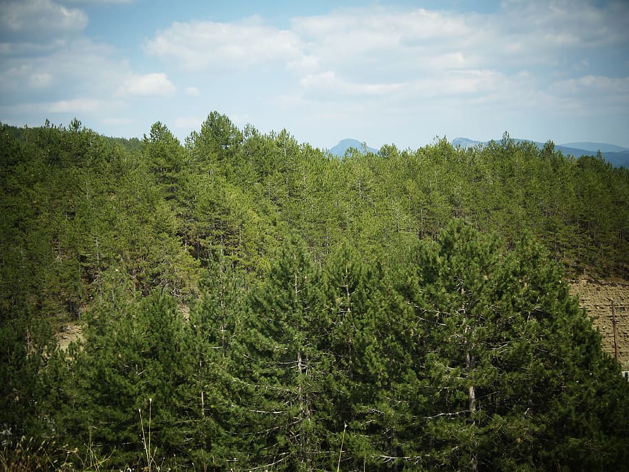 Forest, summer, green, nature, tree, green Color, outdoors HD wallpaper