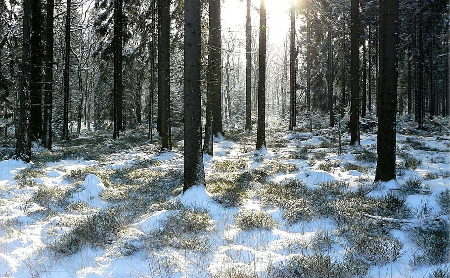 forest during daytime, winter forest, trees, snowy, wintry, nature