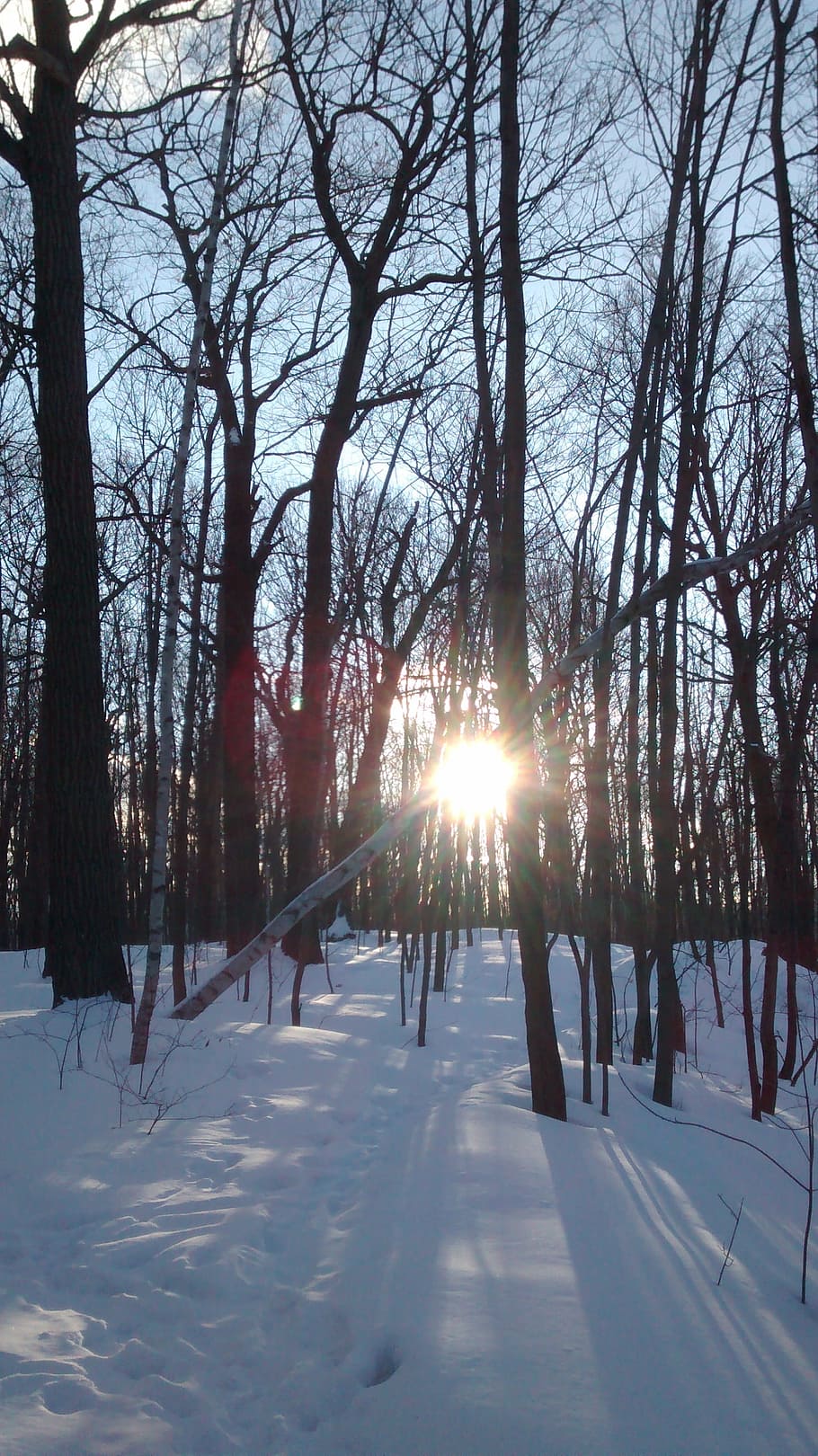 Sun, Winter, Tree, Park, Forest, Light, white, cold, nature HD wallpaper