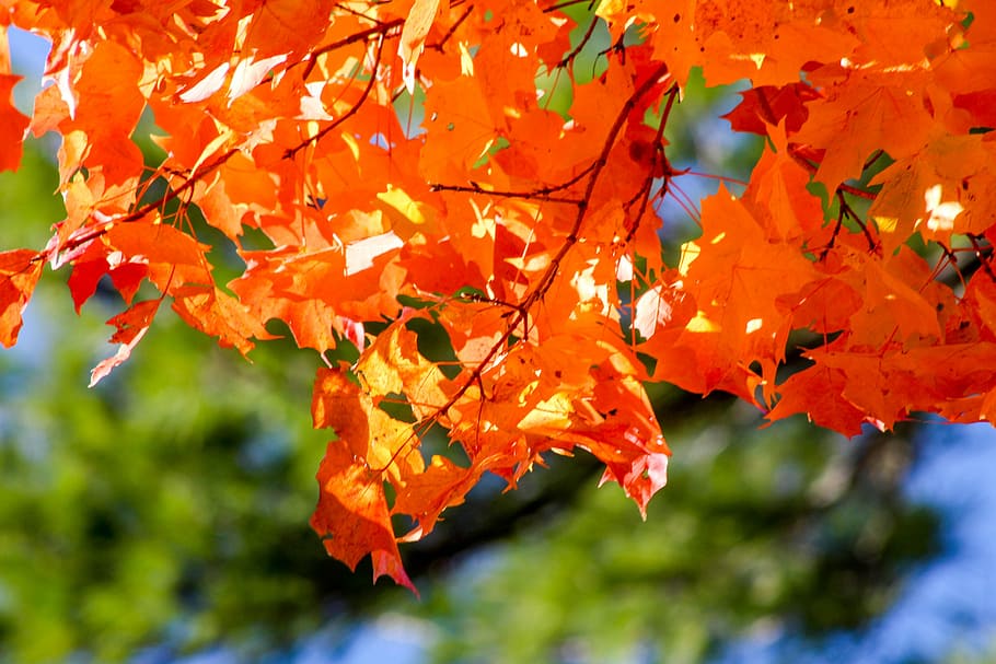 leaf, nature, fall, season, tree, autumn, change, plant part HD wallpaper