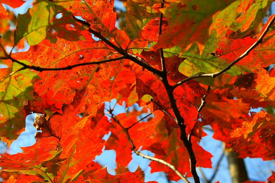 autumn, fall, leaf, orange, nature, tree, fall leaves background HD wallpaper