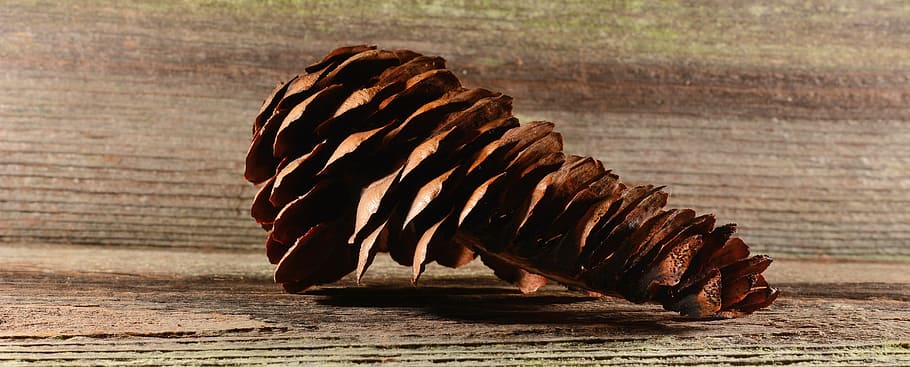 pine cones, tap, brown, conifer, wood, close, animal themes HD wallpaper