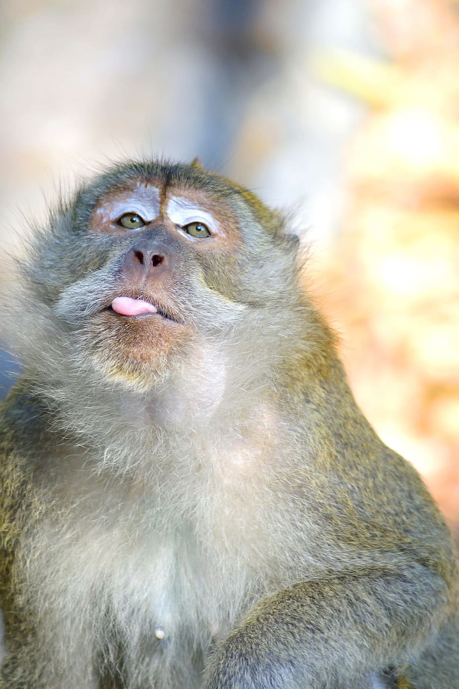 Monkey, Monkeys, Ape, Mammal, apes, mammals, animal, animals HD wallpaper