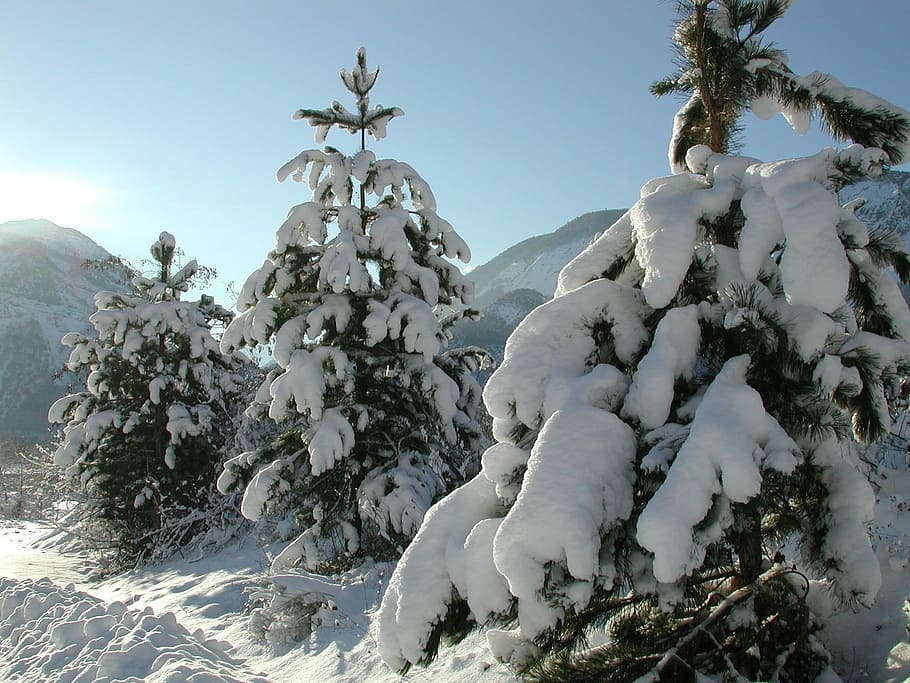 Snow, Tree, Winter, Cold, Landscapes, cold temperature, ice HD wallpaper
