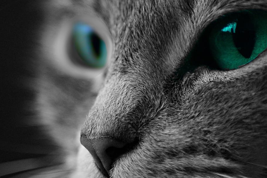 selective color of cat with green eyes, macro, macro photography HD wallpaper