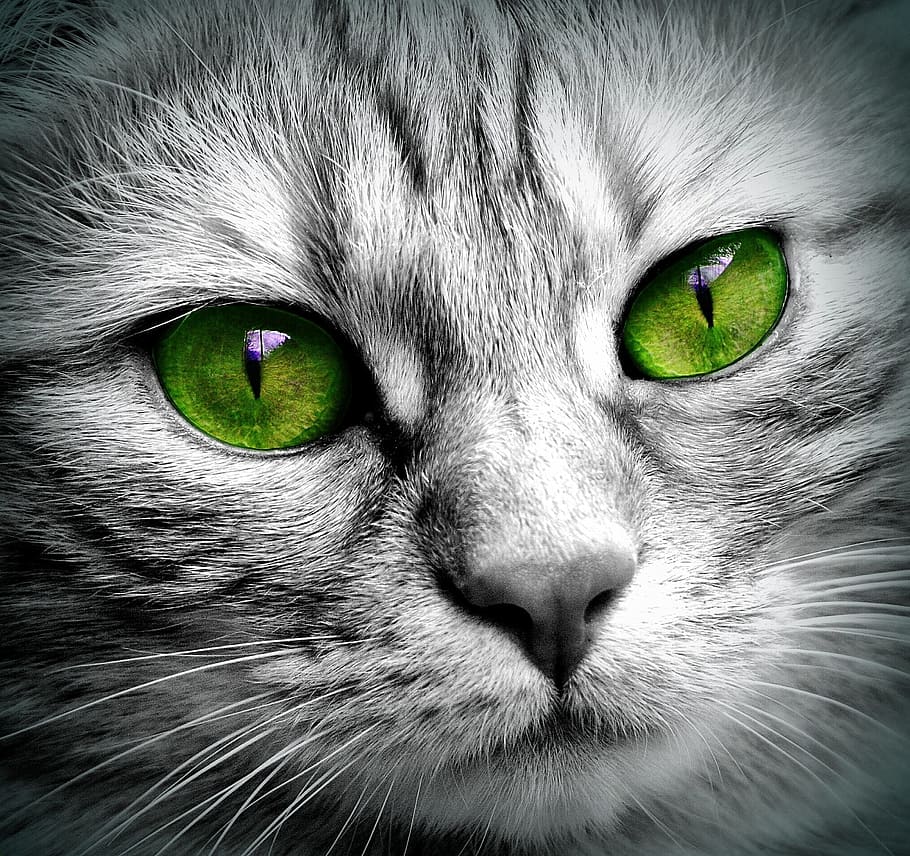 green cat eyes, face, tiger, close, face cat, pet, kitten, head HD wallpaper
