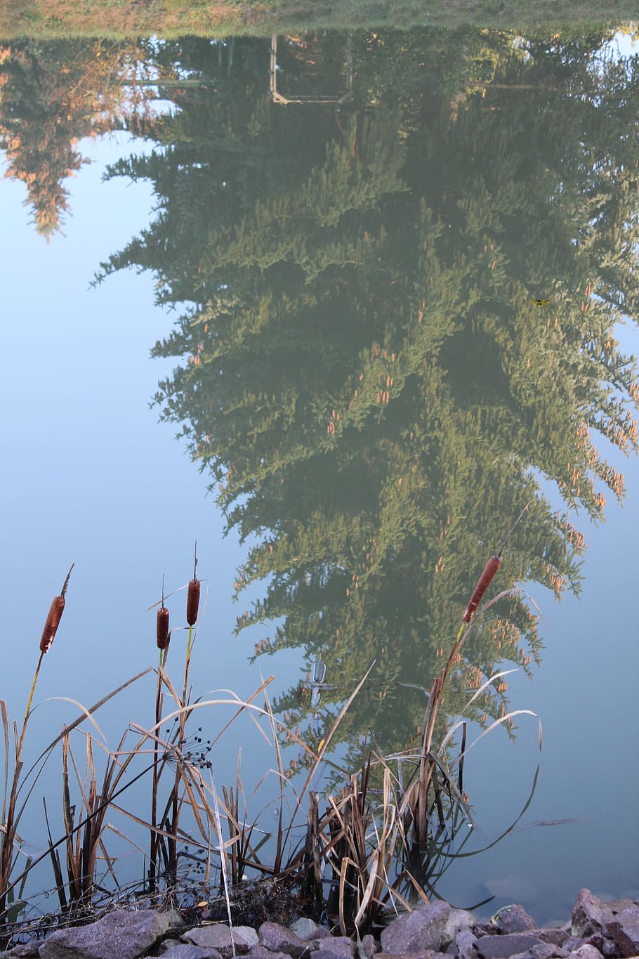 water, tree, reed, mirroring, fir, spruce, mix, mirrored trees HD wallpaper