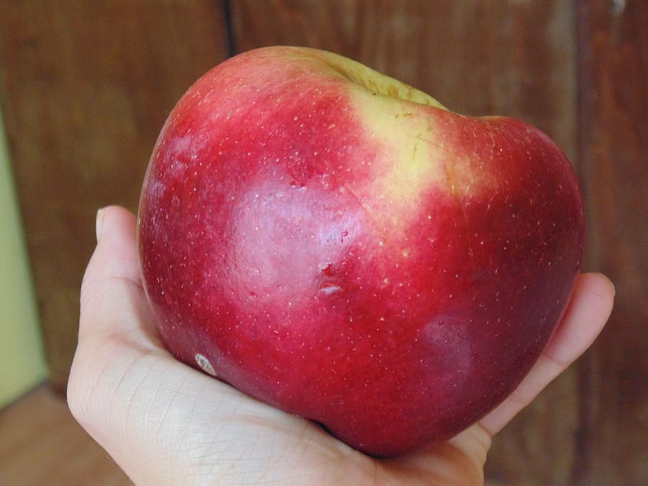 apple, red, hand, food and drink, fruit, human hand, healthy eating HD wallpaper