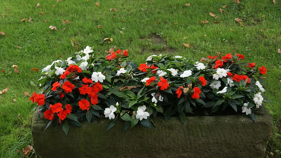 flower box, flower bed, bloom, spring, flowering plant, freshness HD wallpaper