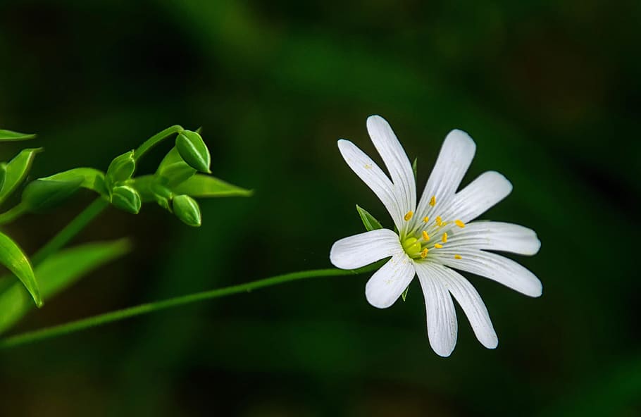 close-up photo of white petaled flower, nature, plant, leaf HD wallpaper