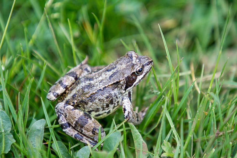 frog, grass, gerardo, animal, animal themes, animal wildlife HD wallpaper