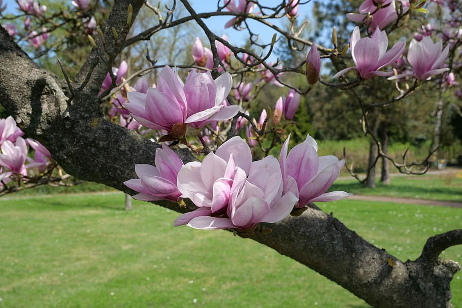 purple petaled flower, tree, magnolia tree, tulip magnolia, magnolia soulangiana