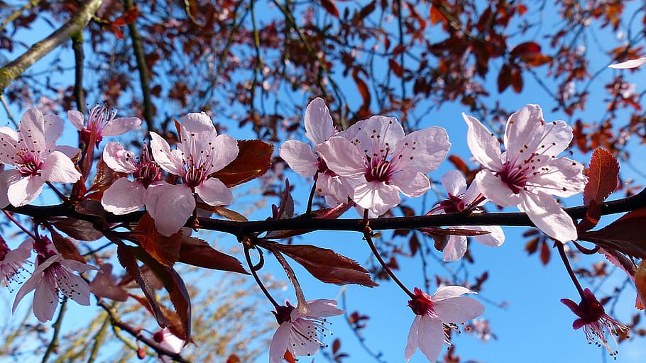 Cherry, Blossom, Bloom, Cherry Blossom, spring, pink, japanese cherry HD wallpaper